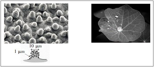 荷葉名義的宏觀構造及超疏水成效 荷葉名義的宏觀構造及超疏水成效